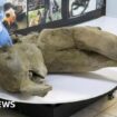 Scientists unveil 50,000-year-old baby mammoth remains