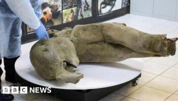 Scientists unveil 50,000-year-old baby mammoth remains