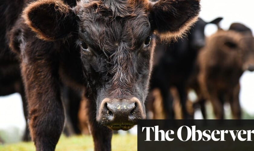 Sold-out farm shops, smuggled deliveries and safety warnings: US battle over raw milk grows