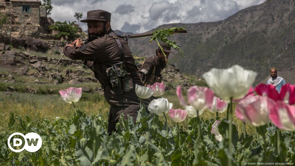 Taliban poppy ban leaves Afghan farmers angry and jobless