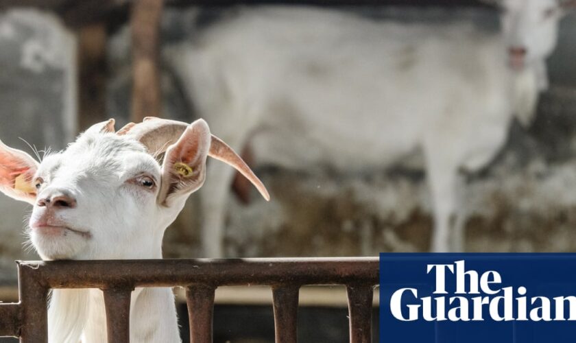 Texas teenager accused of using poison to kill rival’s competition show goat