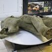 The world's 'best-preserved' baby woolly mammoth is found after 50,000 years in the 'Mouth of Hell'