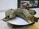 The world's 'best-preserved' baby woolly mammoth is found after 50,000 years in the 'Mouth of Hell'