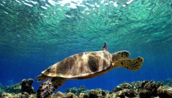 Three dead in Philippines and dozens in hospital after eating contaminated sea turtle stew