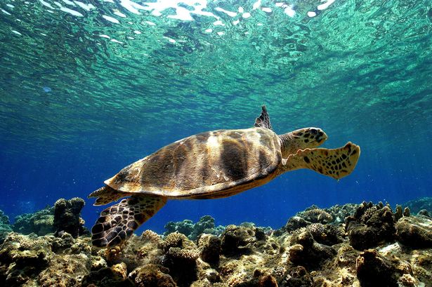 Three dead in Philippines and dozens in hospital after eating contaminated sea turtle stew