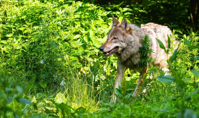 Für 2023 und 2024 standen zum Schutz vor Wolfsangriffen jeweils bis zu 7,5 Millionen Euro Fördermittel des Landes zur Verfügung.