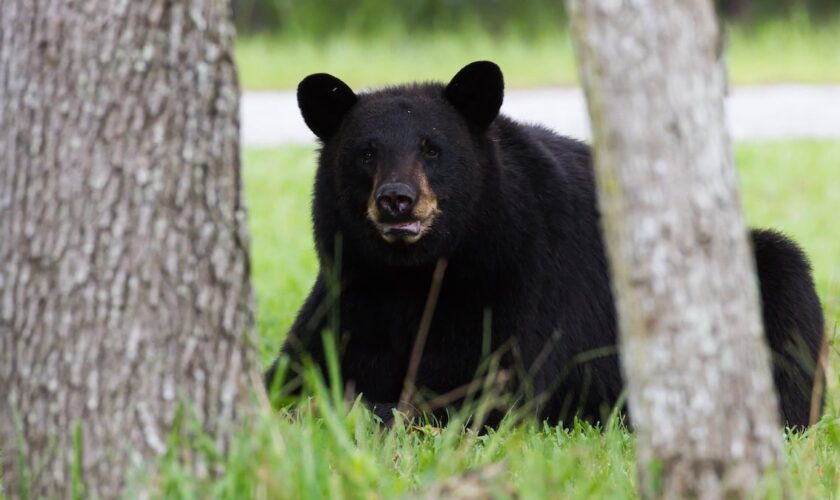 Touché par un chasseur, un ours tombe d'un arbre et tue un autre chasseur