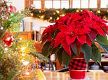 Traditional Christmas poinsettias could be more expensive this year amid shortage of the red-leaved plants