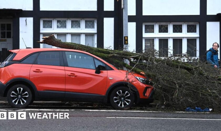 Fallen tree on red car on street with man looking on