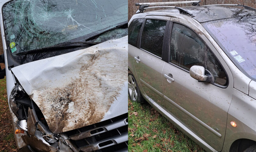 Un cerf traqué par la chasse à courre provoque deux accidents de la route dans l’Oise