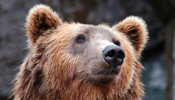 Un hombre encuentra a un oso en el salón de su casa en Japón