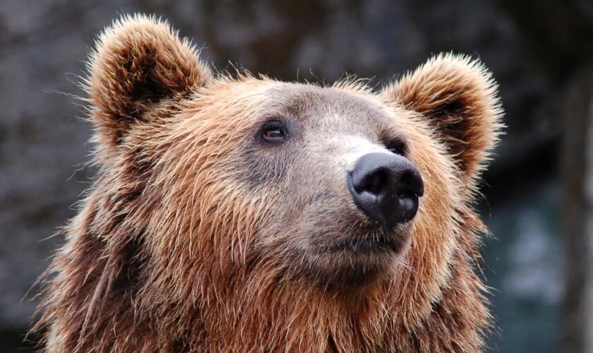 Un hombre encuentra a un oso en el salón de su casa en Japón