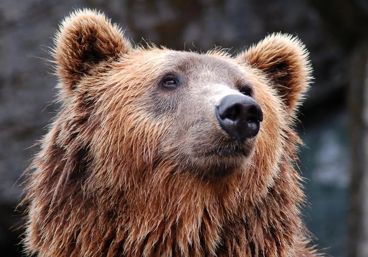 Un hombre encuentra a un oso en el salón de su casa en Japón