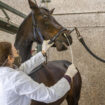 Un virus tueur de chevaux progresse dans l’ouest de la France, le Salon du cheval de Paris sous surveillance