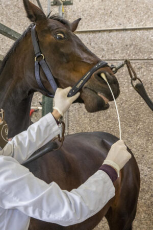 Un virus tueur de chevaux progresse dans l’ouest de la France, le Salon du cheval de Paris sous surveillance