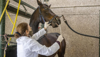 Un virus tueur de chevaux progresse dans l’ouest de la France, le Salon du cheval de Paris sous surveillance