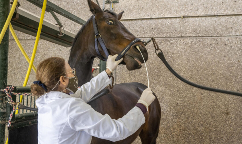 Un virus tueur de chevaux progresse dans l’ouest de la France, le Salon du cheval de Paris sous surveillance