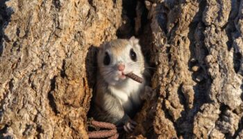 Wildlife Photographer of the Year: Die schönsten Bilder der Tierwelt aus den Comedy Wildlife Awards