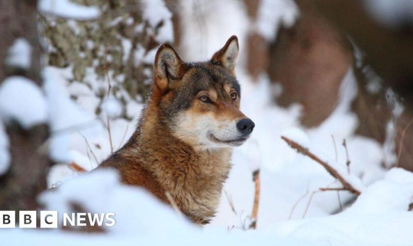 Wolves in EU lose safeguards, allowing culls as numbers soar