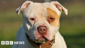 XL bully victim calls ban ‘useless’ as police destroy 100 dogs a month