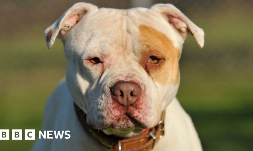 XL bully victim calls ban ‘useless’ as police destroy 100 dogs a month