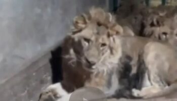 Zookeeper eaten alive after filming himself with lions 'to impress girlfriend'