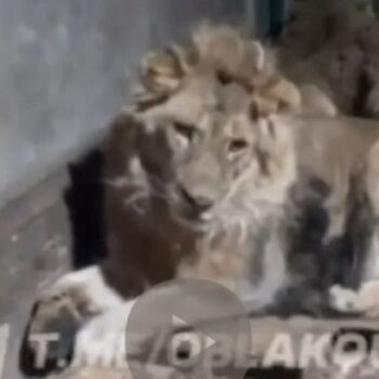 Zookeeper eaten alive after filming himself with lions 'to impress girlfriend'