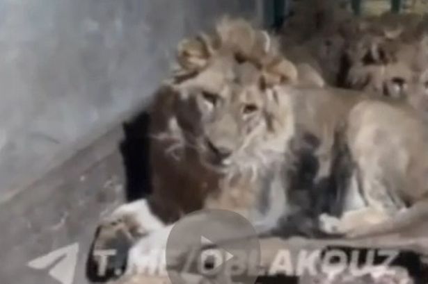 Zookeeper eaten alive after filming himself with lions 'to impress girlfriend'