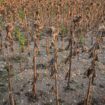 Un champ de tournesols brûlés par la chaleur près d'Alexandria, le 30 juillet 2024 en Roumanie