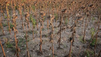 Un champ de tournesols brûlés par la chaleur près d'Alexandria, le 30 juillet 2024 en Roumanie