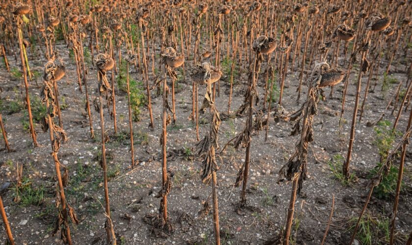 Un champ de tournesols brûlés par la chaleur près d'Alexandria, le 30 juillet 2024 en Roumanie