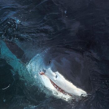 Nouvelle-Calédonie : après une attaque de requin, un quadragénaire succombe à ses blessures