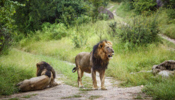 Au Zimbabwe, un enfant de 7 ans retrouvé vivant après cinq jours passés seul dans un parc truffé de lions