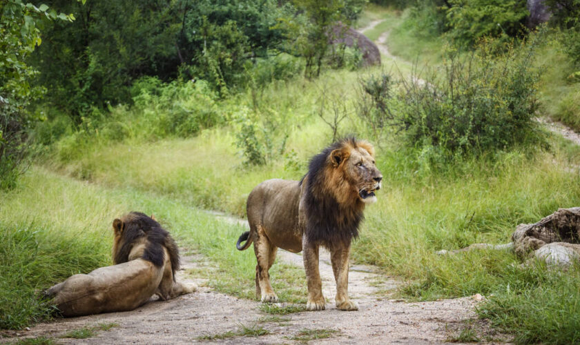 Au Zimbabwe, un enfant de 7 ans retrouvé vivant après cinq jours passés seul dans un parc truffé de lions