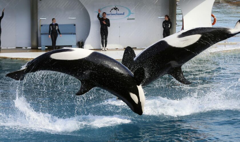 Marineland à Antibes ferme le 5 janvier, que vont devenir les orques du parc aquatique