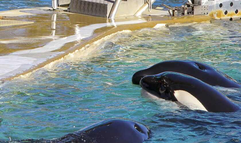 Marineland : que vont devenir les derniers orques ? Une piste déjà abandonnée