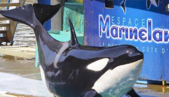 « On a le cœur en miettes » : clap de fin pour le Marineland d’Antibes, le sort de ses orques toujours en suspens