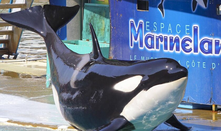 « On a le cœur en miettes » : clap de fin pour le Marineland d’Antibes, le sort de ses orques toujours en suspens