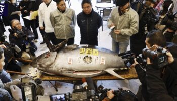 Erste Thunfisch-Auktion 2025 in Japan erzielt hohen Preis