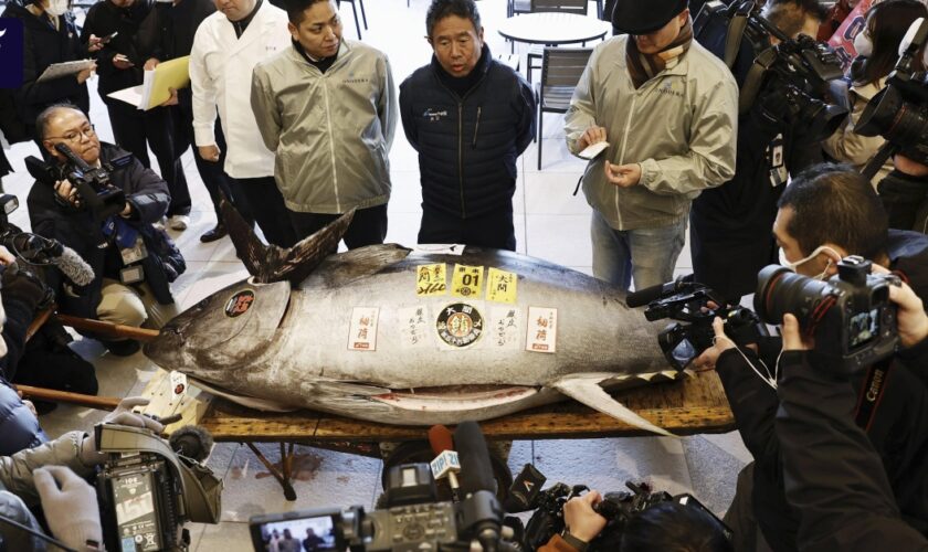 Erste Thunfisch-Auktion 2025 in Japan erzielt hohen Preis