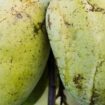 Le “pawpaw”, un drôle de fruit qui a de l’avenir