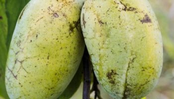 Le “pawpaw”, un drôle de fruit qui a de l’avenir