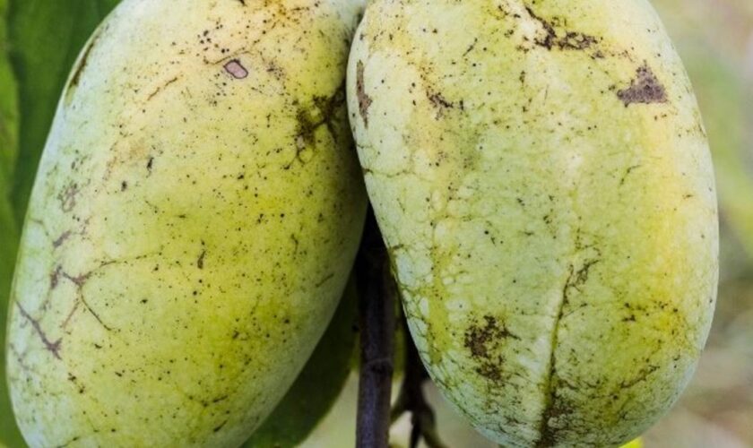 Le “pawpaw”, un drôle de fruit qui a de l’avenir