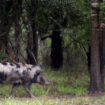 Feral hogs terrorizing Texas town, infuriating locals: 'I can't go out there and start blasting'