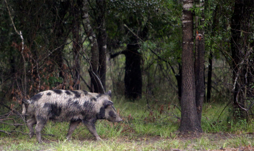 Feral hogs terrorizing Texas town, infuriating locals: 'I can't go out there and start blasting'