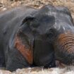 Elefant tötet 22-jährige Touristin vor den Augen ihres Partners