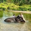 Thailand: Ein Tourist und ein Mahout baden einen Elefanten