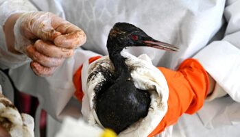 Ölkatastrophe: Was wir über die Ölpest im Schwarzen Meer wissen