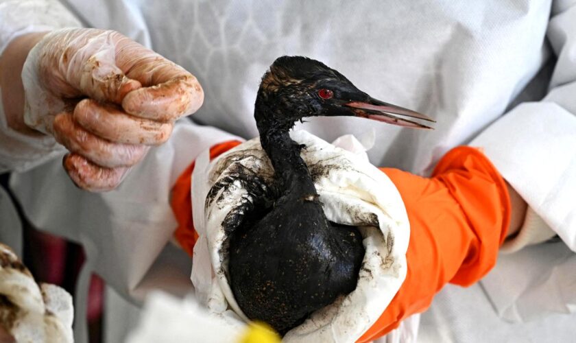 Ölkatastrophe: Was wir über die Ölpest im Schwarzen Meer wissen