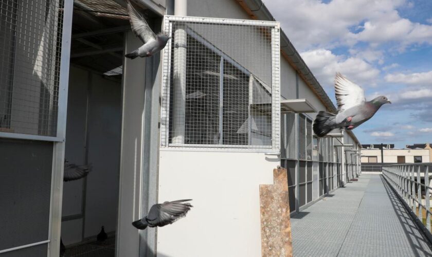 Des voleurs en série de pigeons sévissent en Belgique